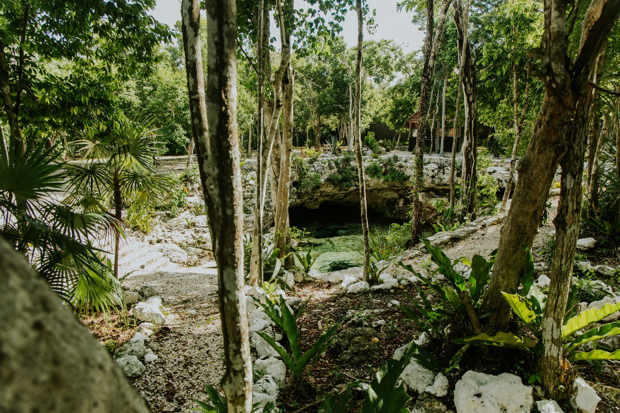 Dense Yucatán jungle around a hidden cenote, the setting of the Maya cooperative cabins