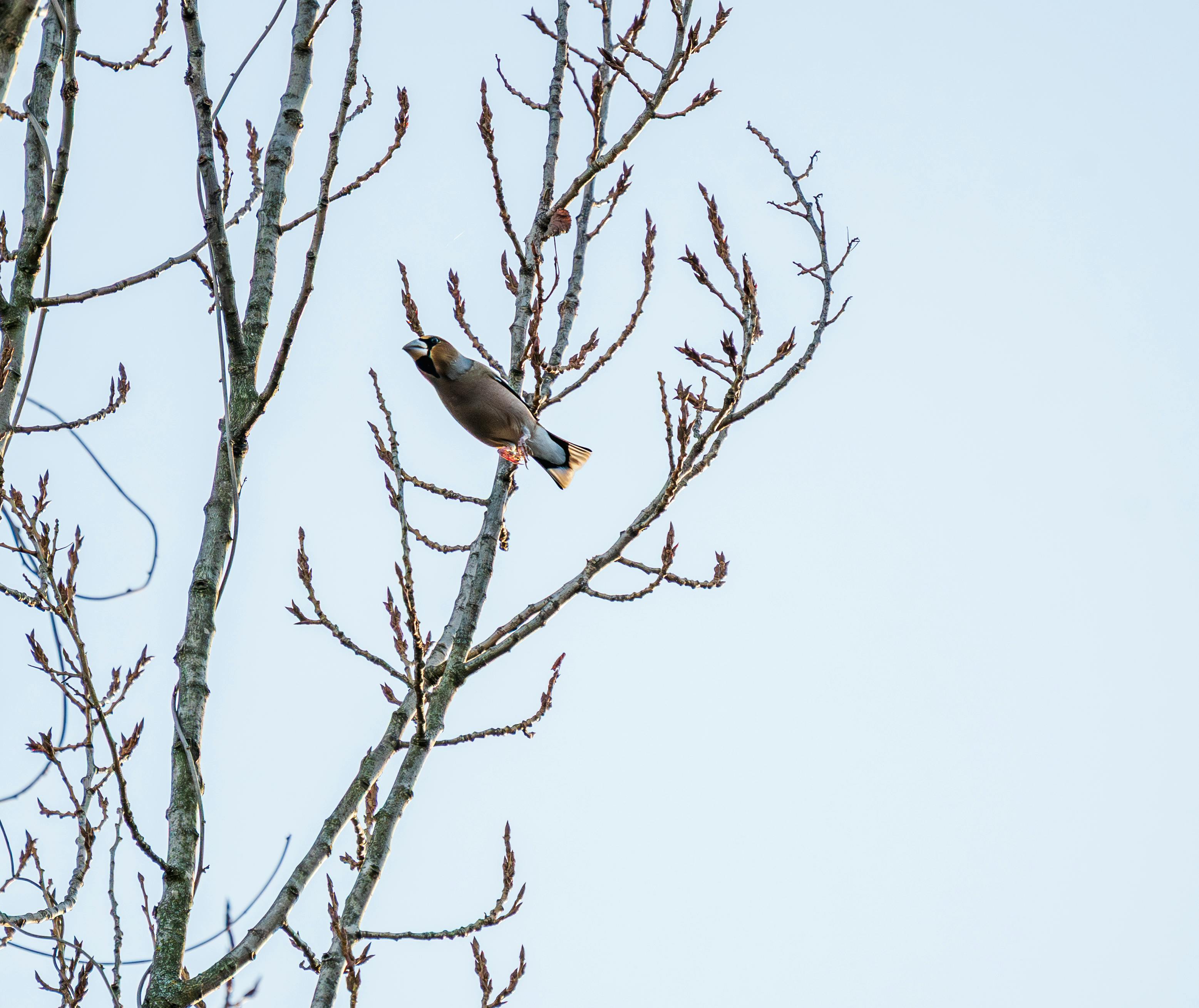 The Early Days in Hodonín