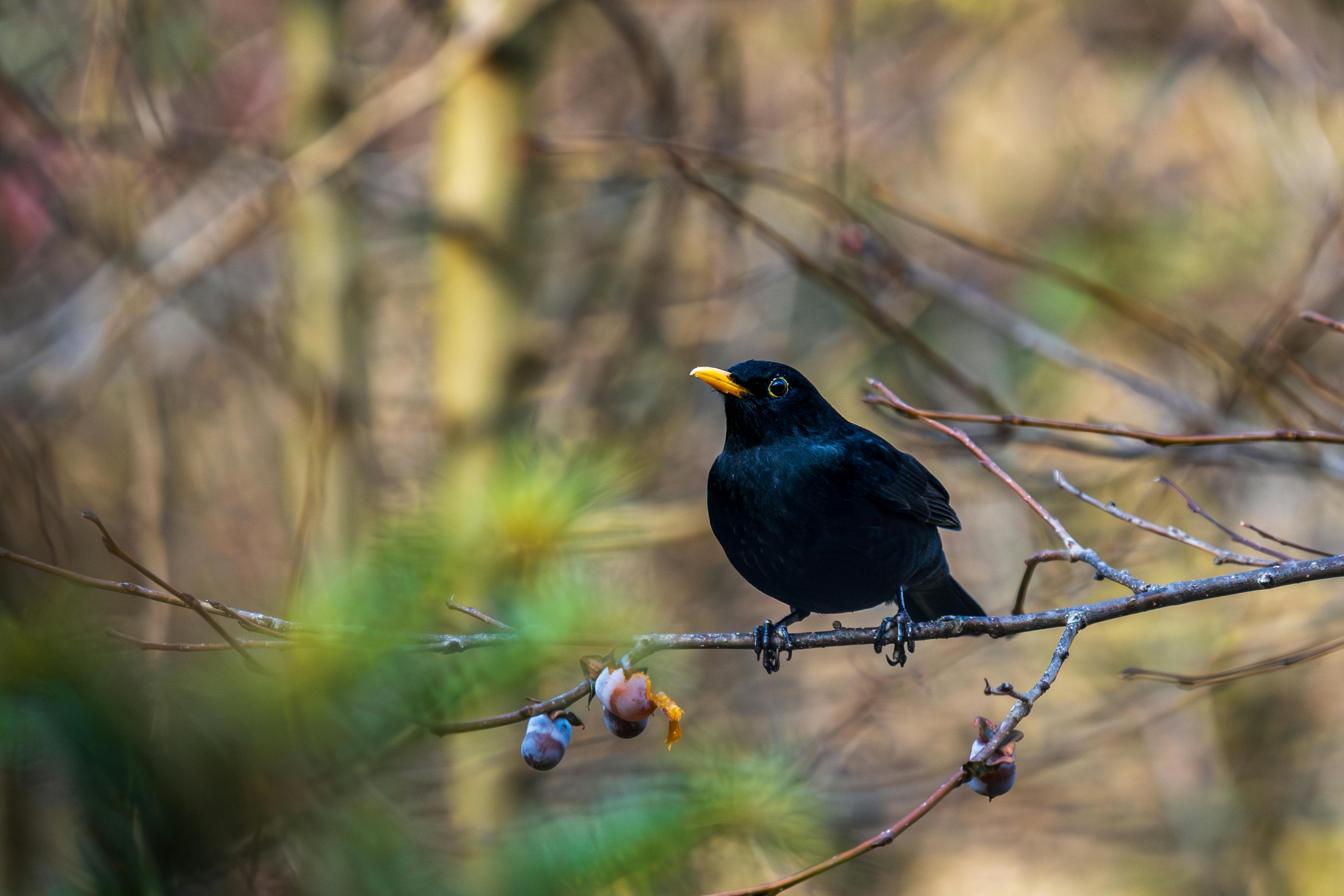 A blackbird with a yellow beak sits on a branch amidst a blurred, natural woodland background.
