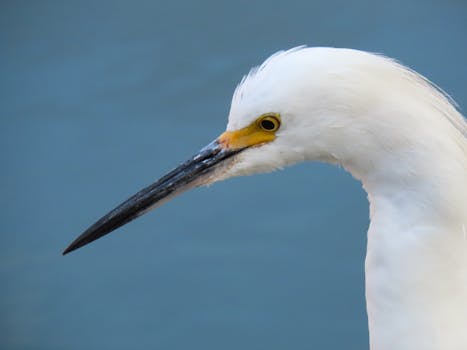 Detailed portrait of a Snowy Egret by the water in Torres, Rio Grande do Sul, Brazil.