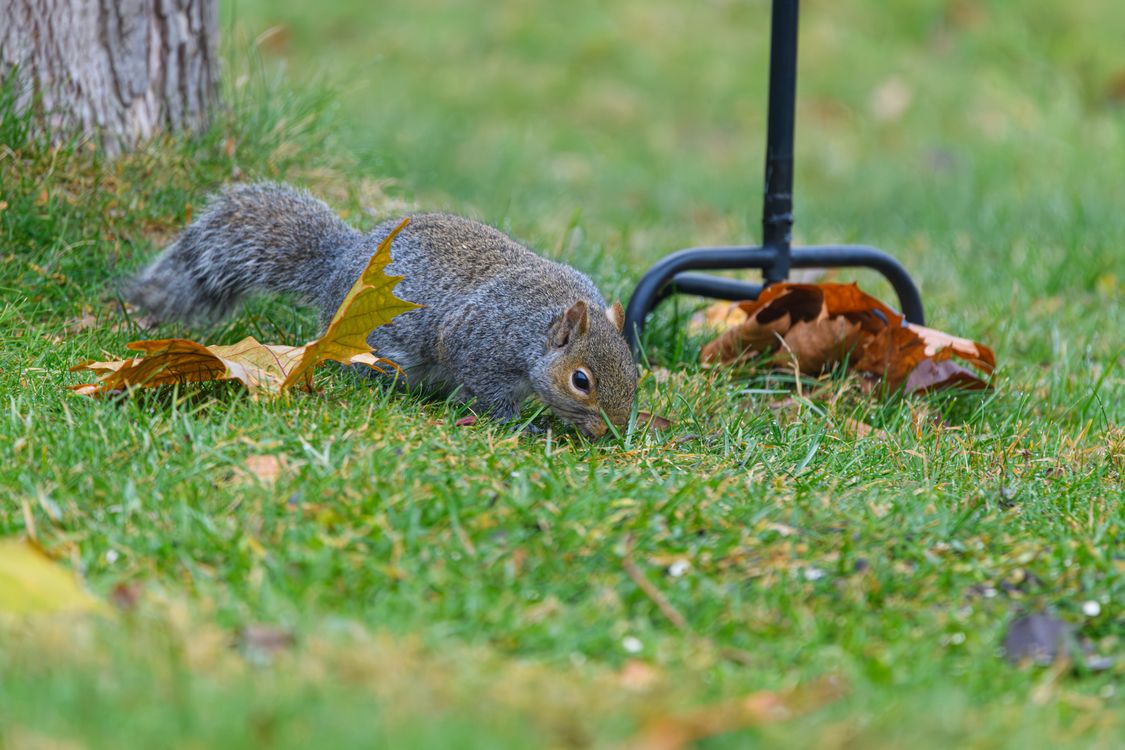 Squirrel Foraging Behavior Curious Grey Squirrel Foraging in Autumn Grass · Free Stock Photo