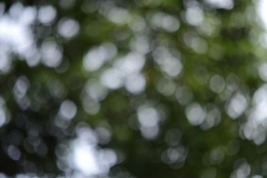 Blurred image of green and white bokeh lights in a natural setting, creating a soothing abstract effect.