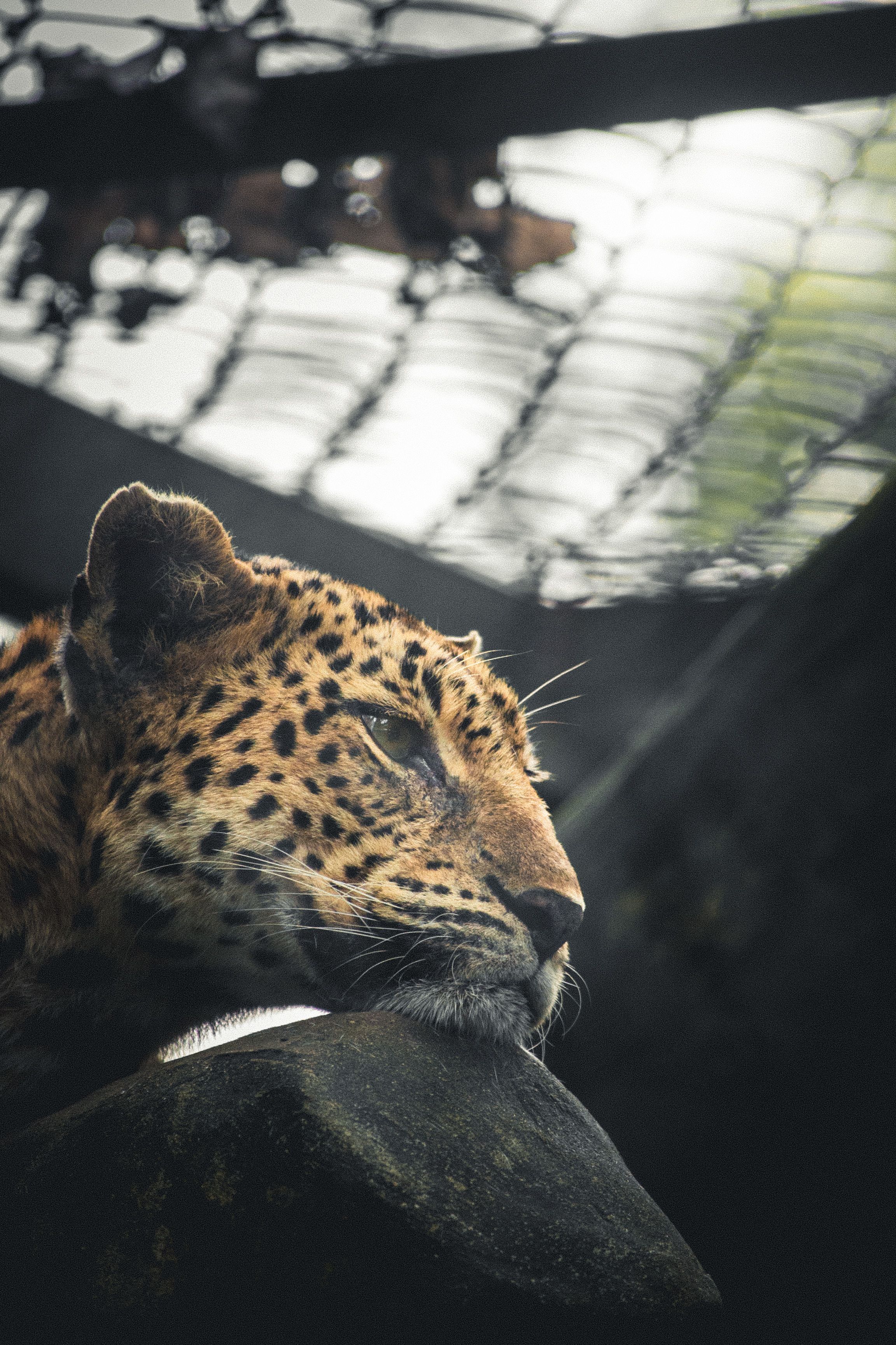 leopard wallpaper hd iphone