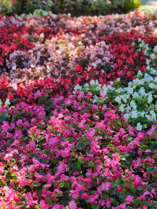 Free Colorful garden beds with pink, white, and red flowers in Toronto's springtime. Stock Photo