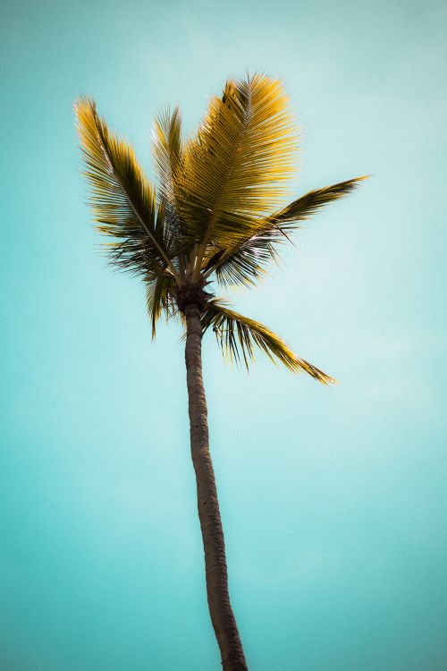Free A lone palm tree swaying against a vivid blue sky captures a serene tropical summer mood. Stock Photo