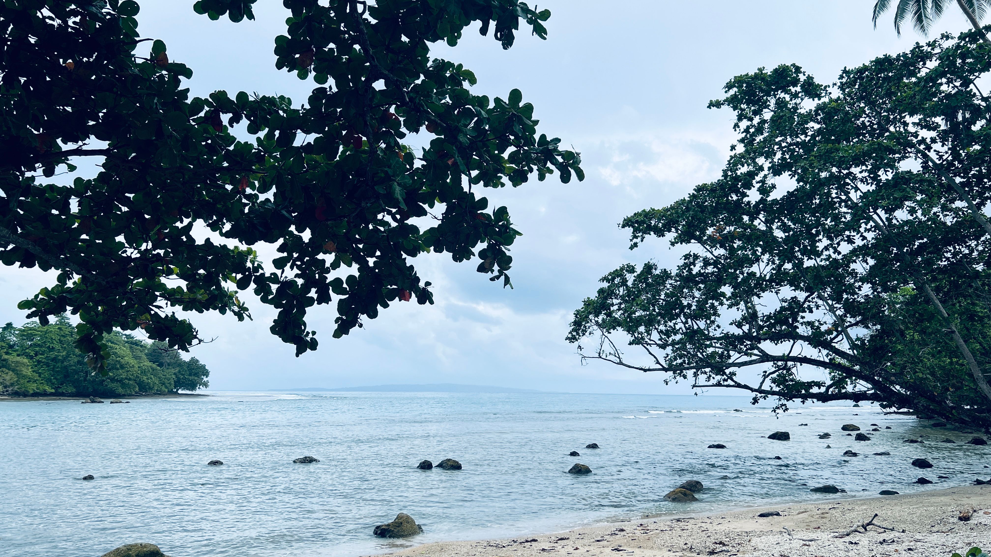 A serene tropical beach scene with lush trees and calm ocean waves, perfect for relaxation and nature lovers.