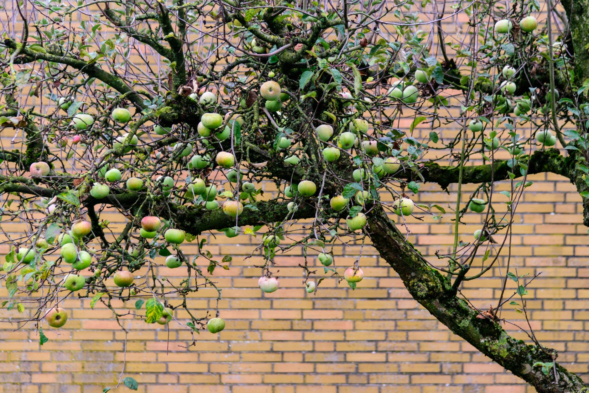 grafted fruit tree diagram