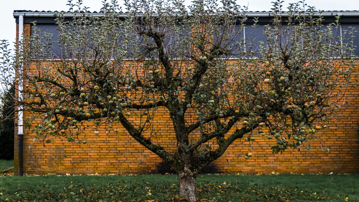 Prévenir les maladies des arbres fruitiers en hiver à Angers