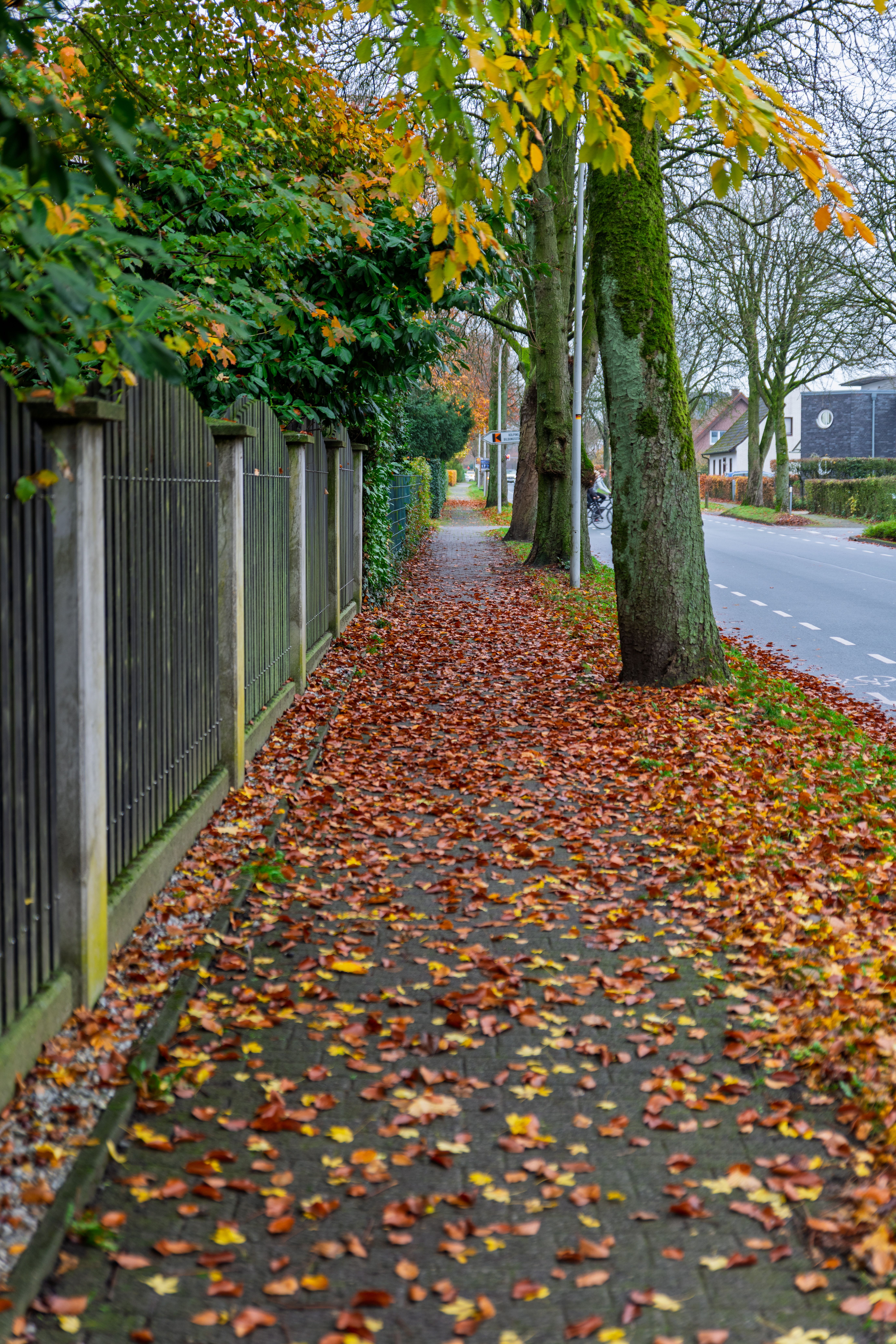 Scenic Autumn Walkway with Vibrant Leaves · Free Stock Photo