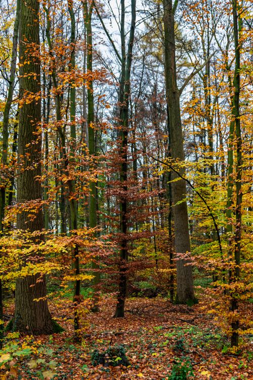 Bright Autumn Forest Scene in Colorful Foliage · Free Stock Photo