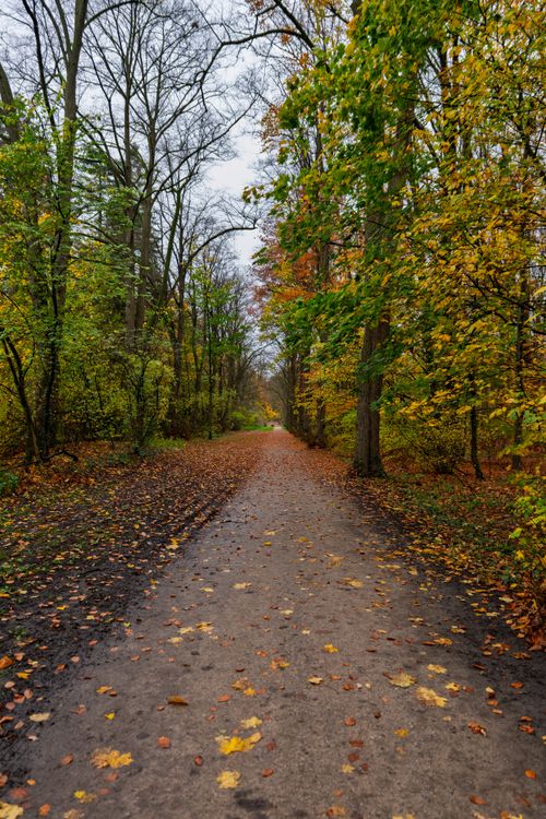 Free A tranquil pathway with colorful autumn foliage in a serene forest setting. Stock Photo