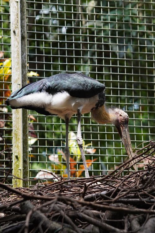 Free Marabou stork standing in a zoo cage with natural background. Stock Photo