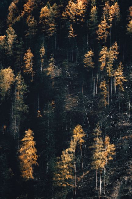 Aerial view of an autumn forest with sunlit trees casting long shadows.