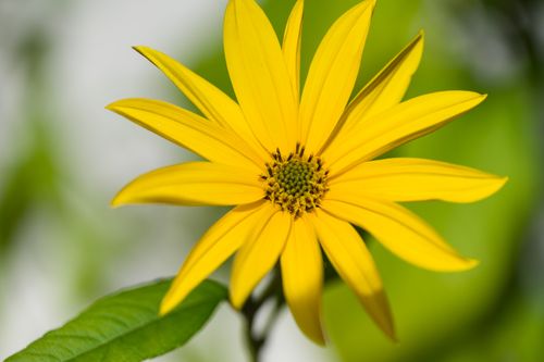 Free Bright yellow sunflower with detailed petals against blurred green background, showcasing natural beauty. Stock Photo