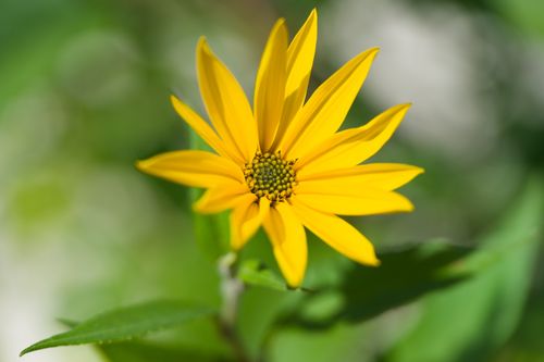 Free Bright yellow Helianthus flower in full bloom captured outdoors with green blurred background. Stock Photo