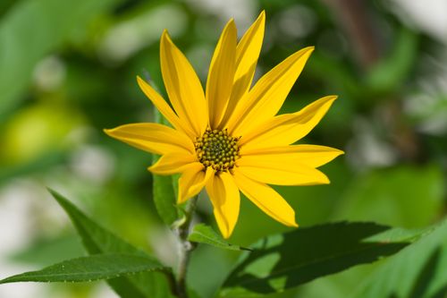 Free Detailed photograph of a vibrant yellow sunflower in full bloom with lush green leaves. Stock Photo