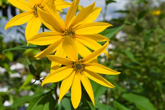 Close-up of vibrant yellow Helianthus flowers blooming under sunlight in a garden.