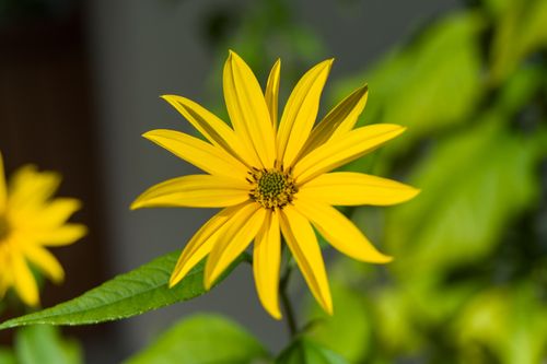 Free Close-up of a vibrant yellow sunflower against a lush green backdrop. Stock Photo