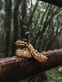 Close-up of a snake wrapped on a branch in the Amboli forest.