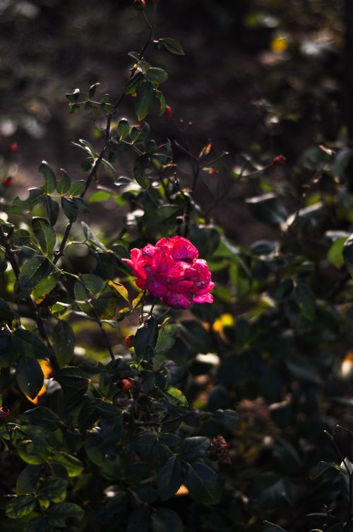 Free A stunning pink rose amidst lush green foliage in an outdoor garden setting. Stock Photo