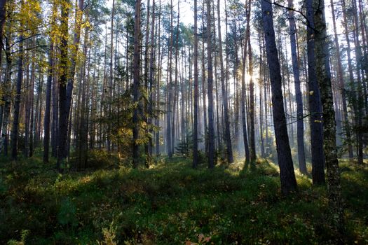 A tranquil morning scene with sunlight filtering through tall forest trees, creating a peaceful atmosphere.