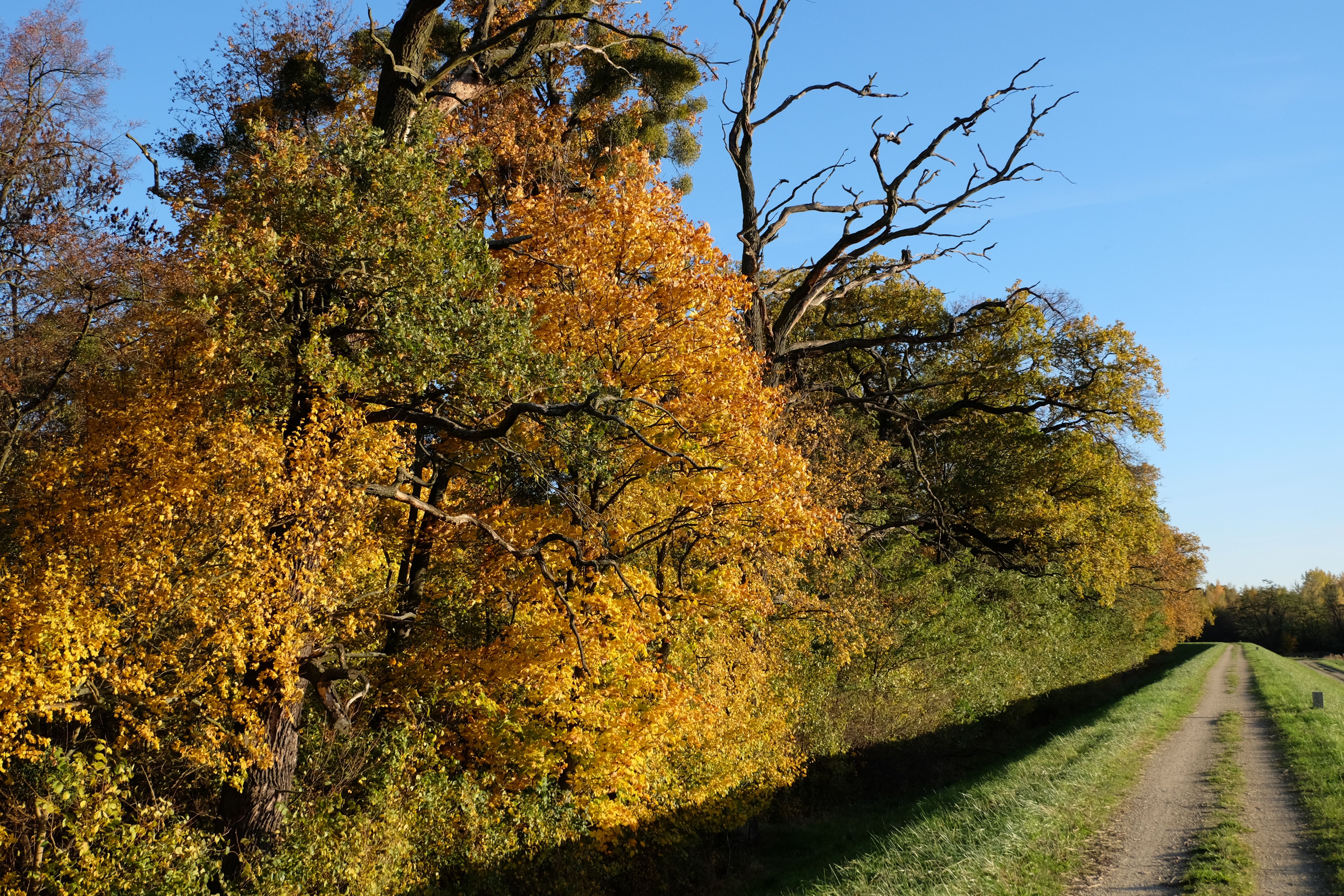 Scenic Autumn Pathway with Vibrant Foliage · Free Stock Photo