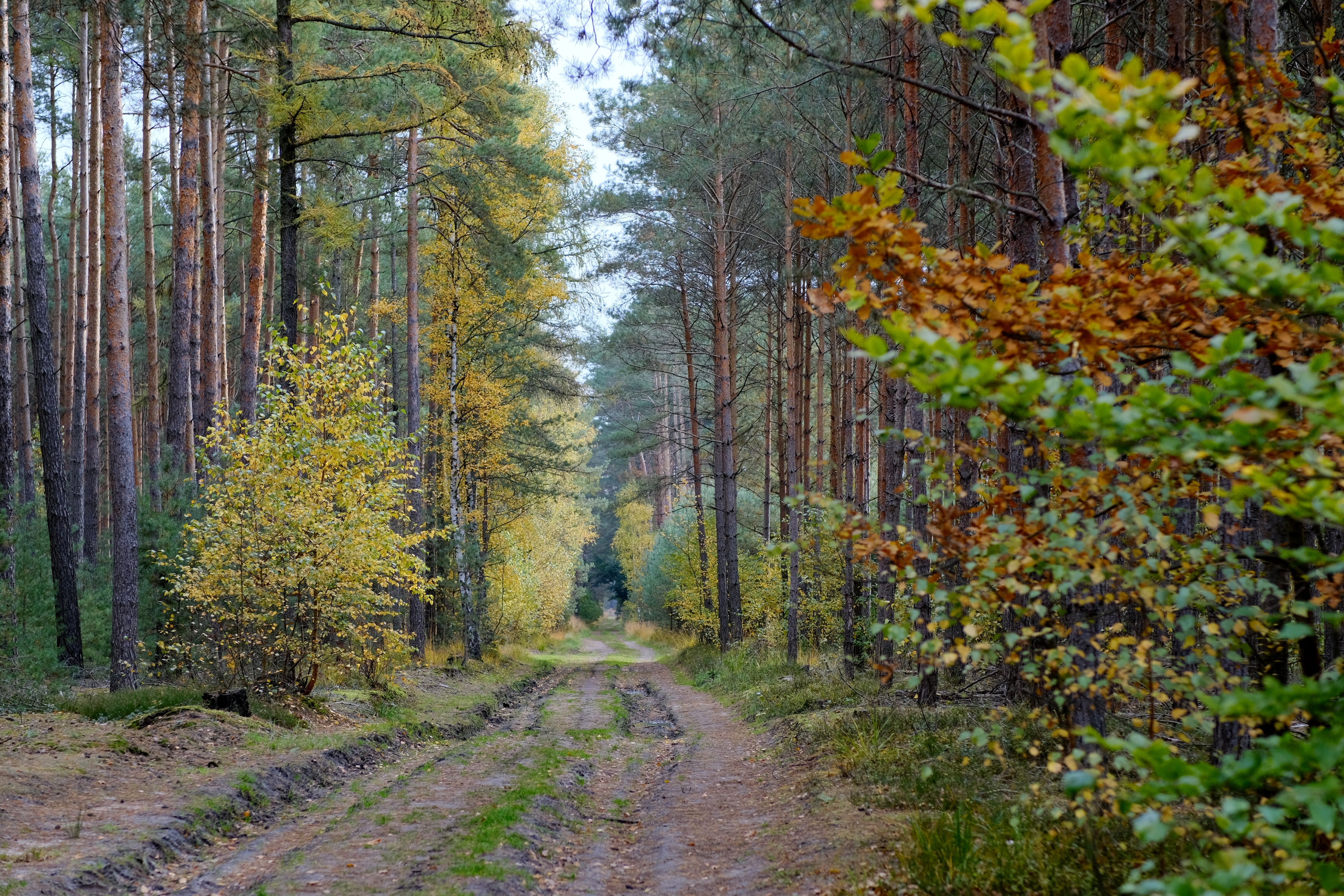 Serene Forest Pathway in Autumn Season · Free Stock Photo