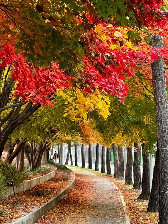 Colorful Autumn Pathway in a Serene Park · Free Stock Photo