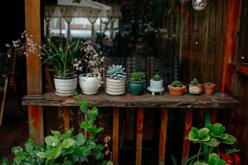 Free A charming collection of succulent plants in various pots on a rustic wooden shelf. Stock Photo