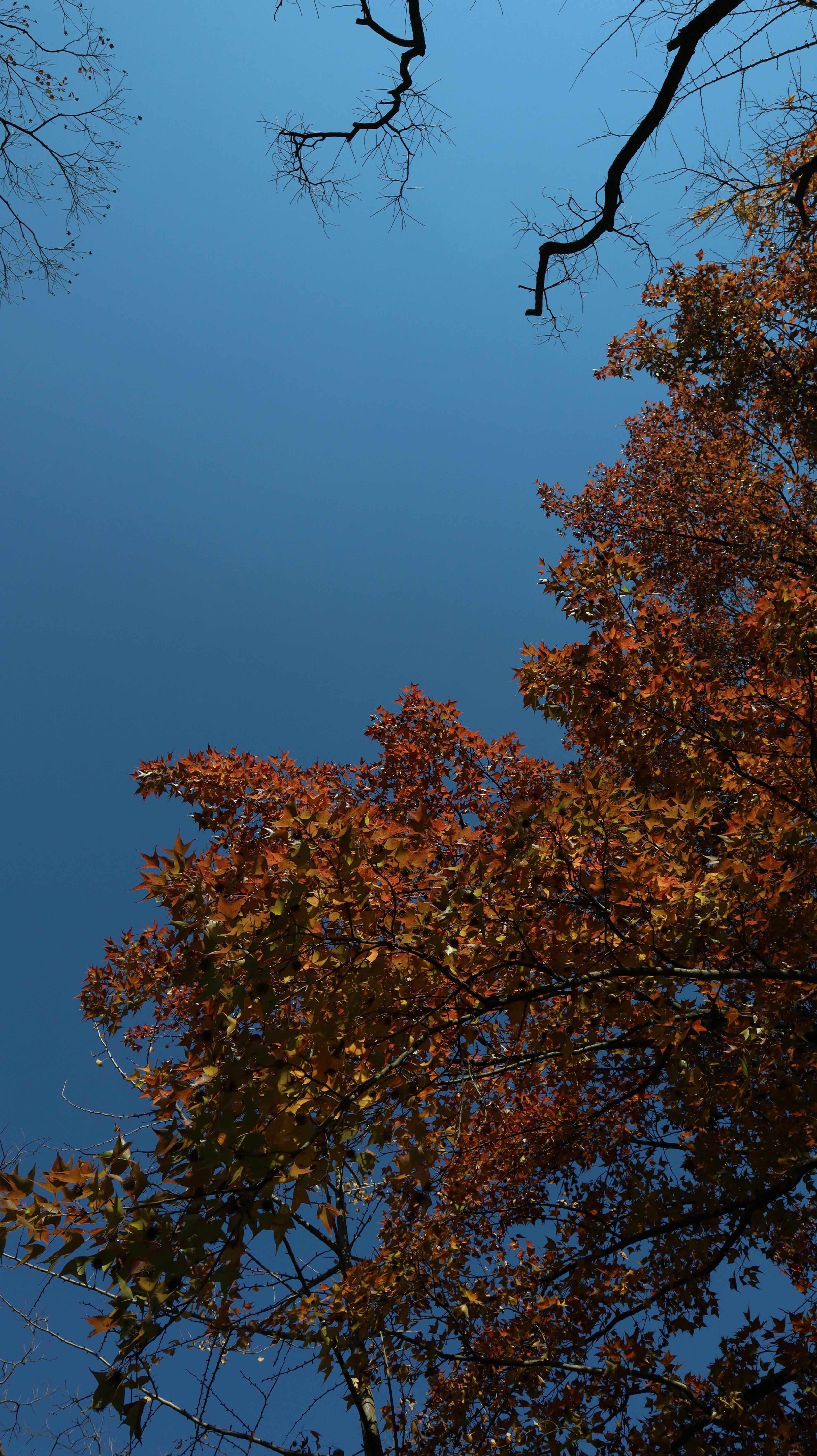 Autumn Foliage Against Clear Blue Sky · Free Stock Photo