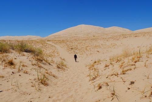 Free A solitary hiker trekking through expansive sand dunes under a bright blue sky. Stock Photo