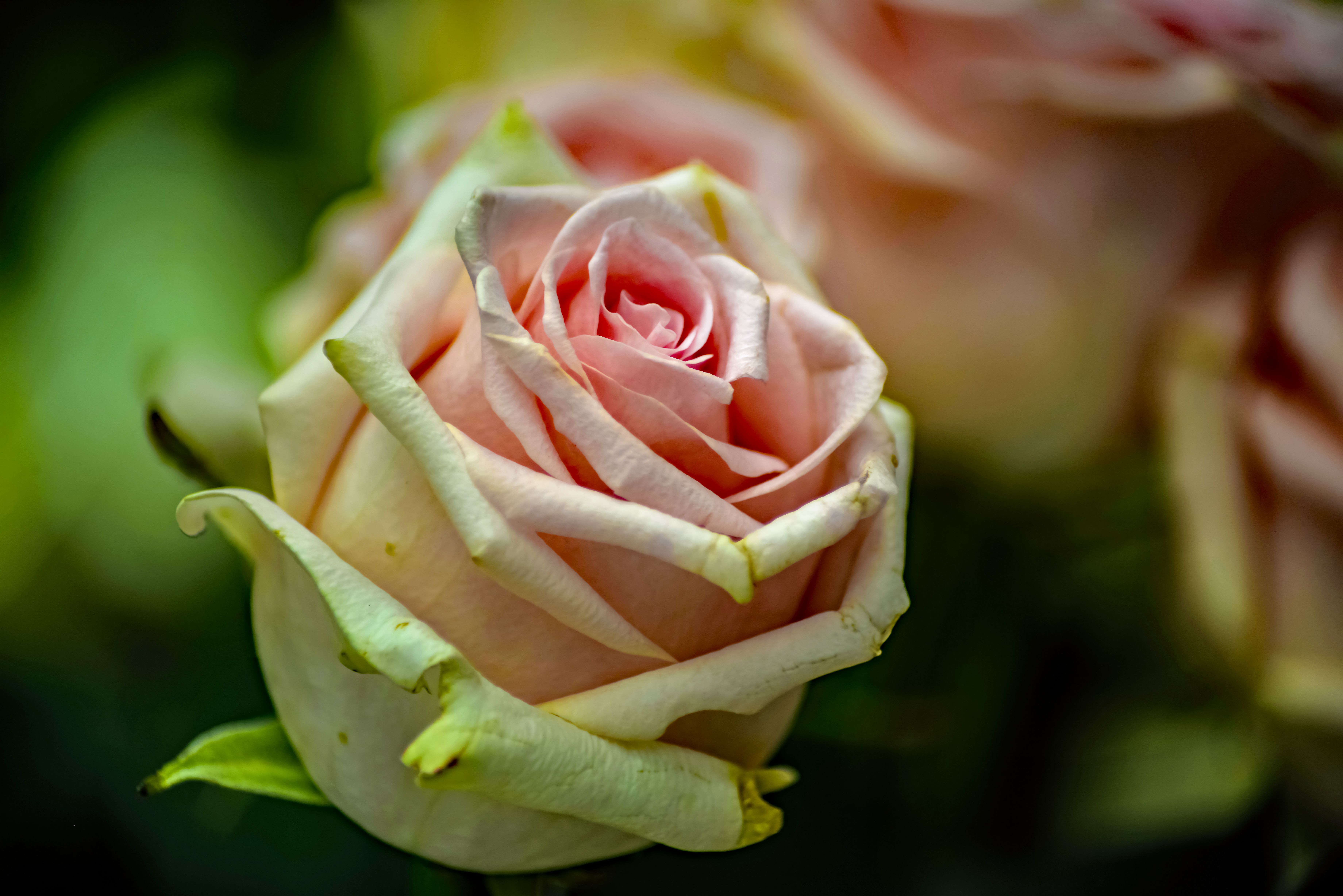 Close-Up of a Pink Rose in Full Bloom · Free Stock Photo