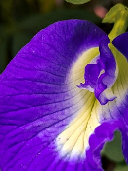 A vibrant close-up of a butterfly pea flower in Pullur, Kerala, India.