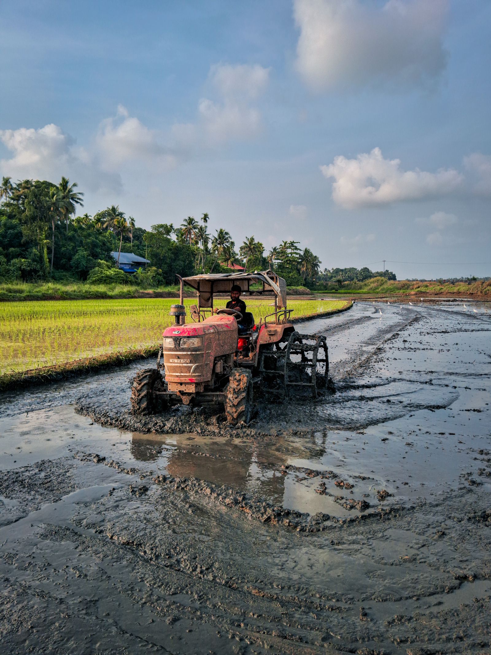 Farmer driving a tractor through a paddy field