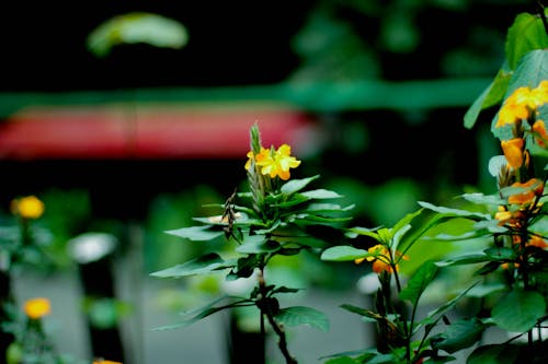 Free stock photo of flower, nature, yellow