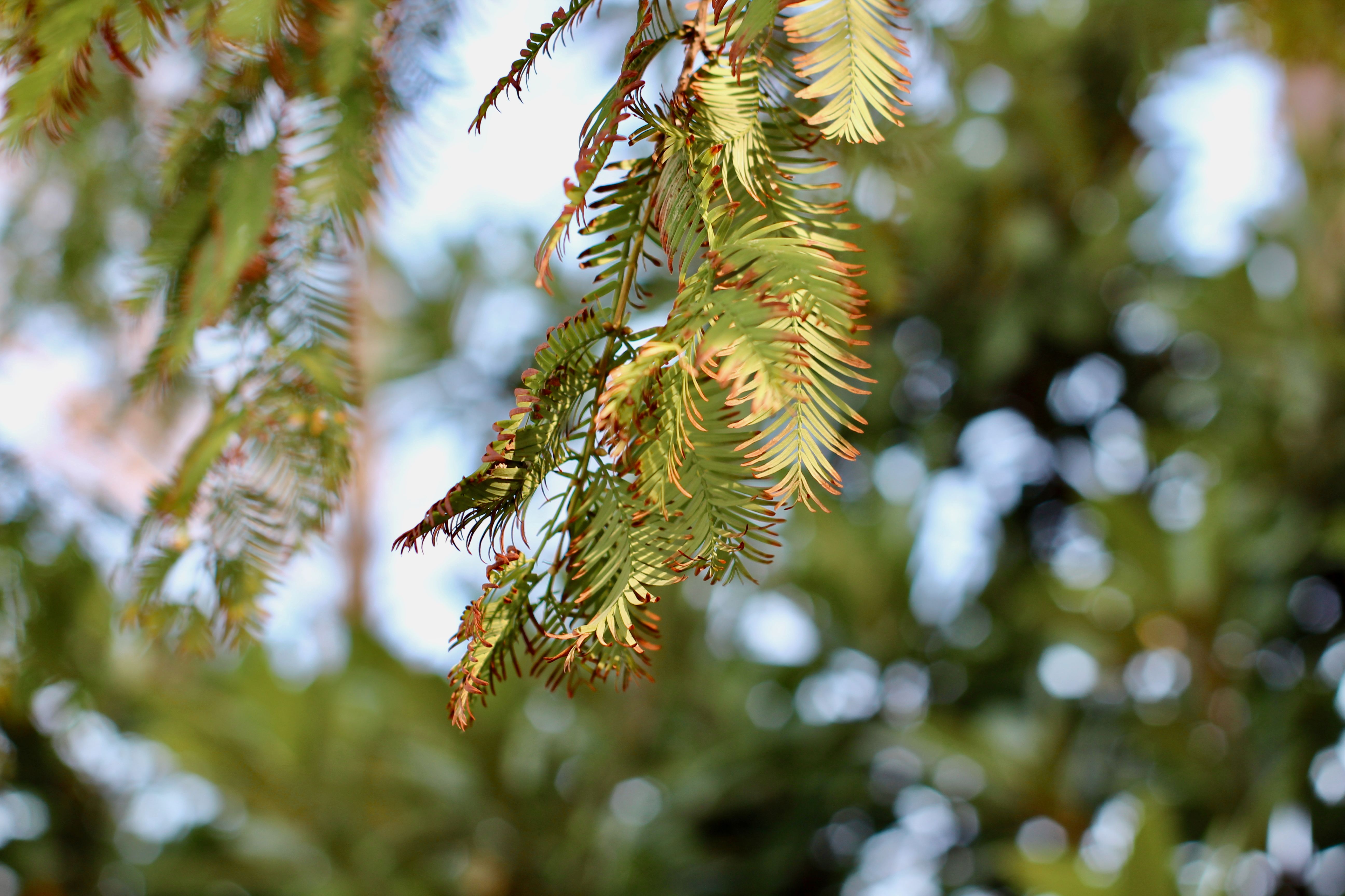 Close-up of Evergreen Leaves in Sunlight · Free Stock Photo