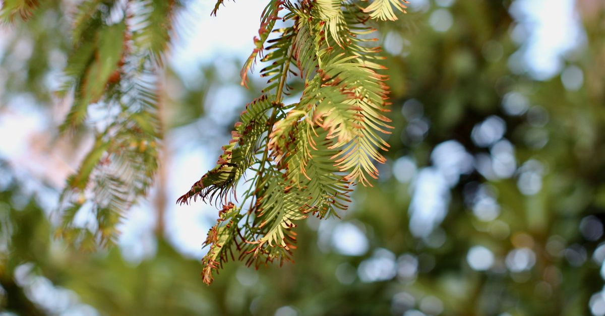 Close-up of Evergreen Leaves in Sunlight · Free Stock Photo