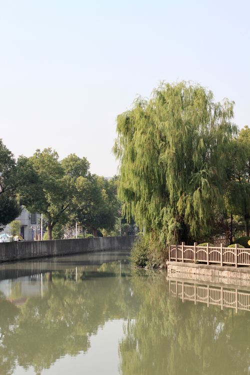 A quiet cut with a willow mirrored in still water — photo by Anderson Wei on Pexels