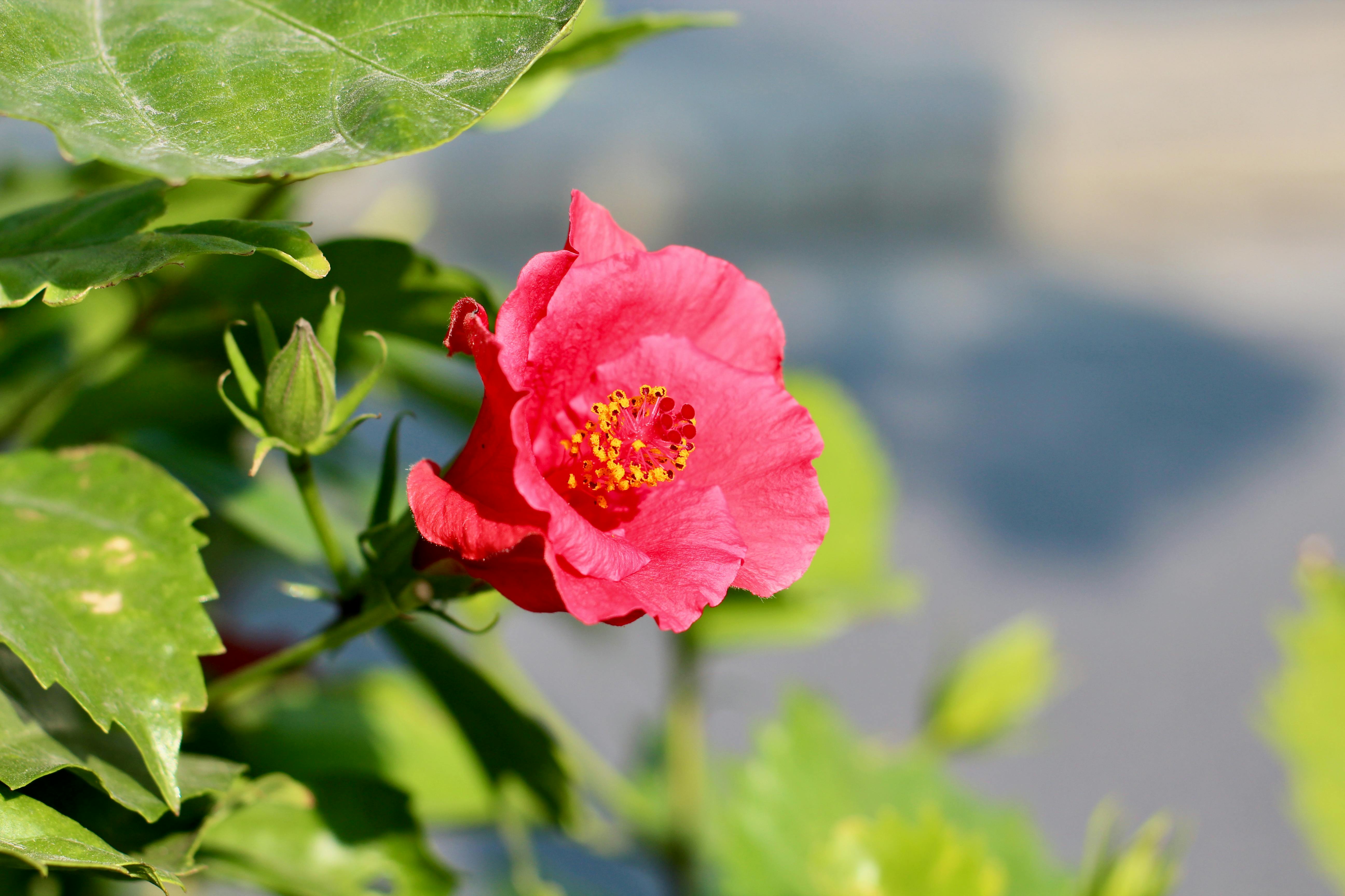 富岡鐵道藝術生活節 張善政讚鐵道與花海雙重魅力