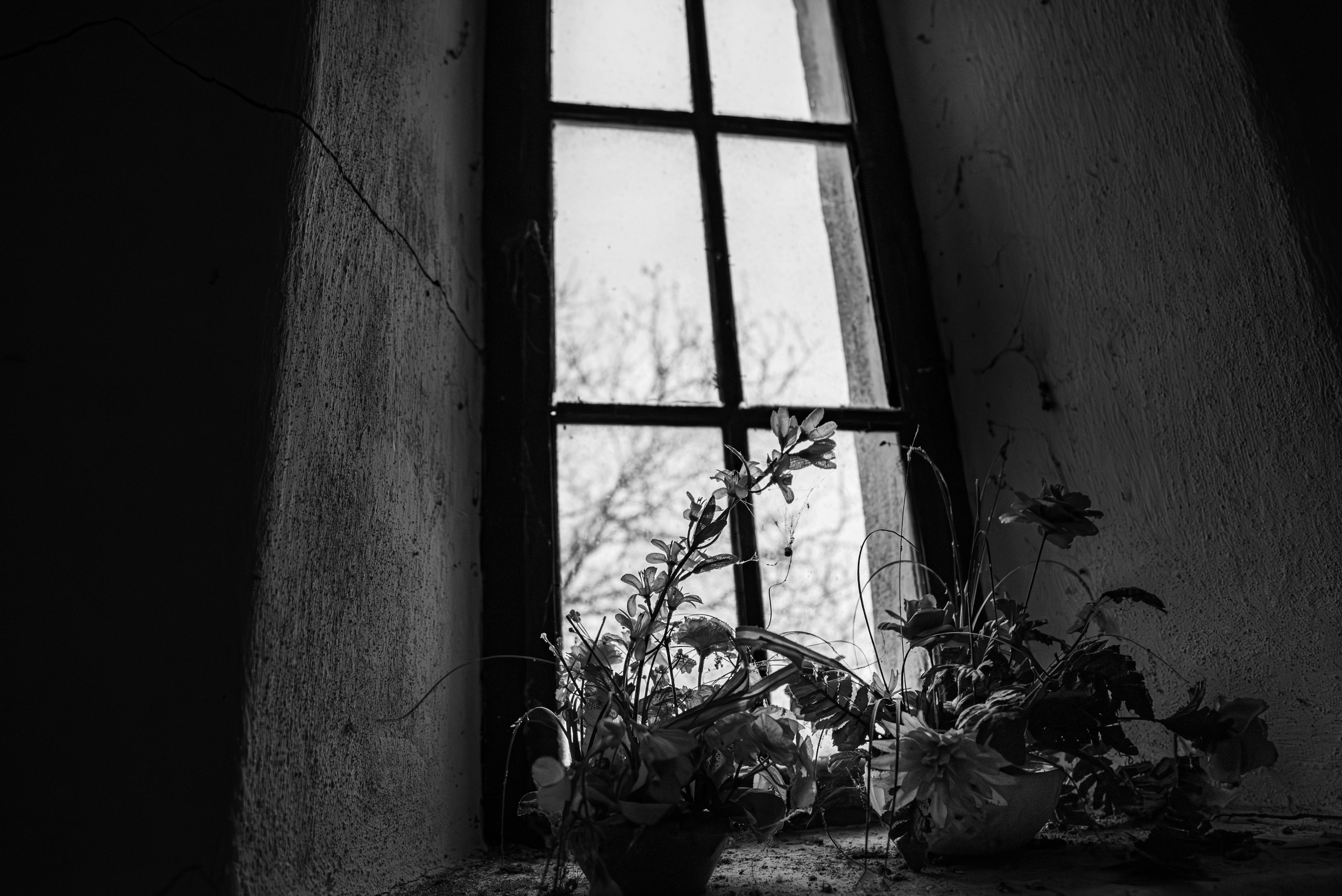 Plantes près d'une fenêtre lumineuse