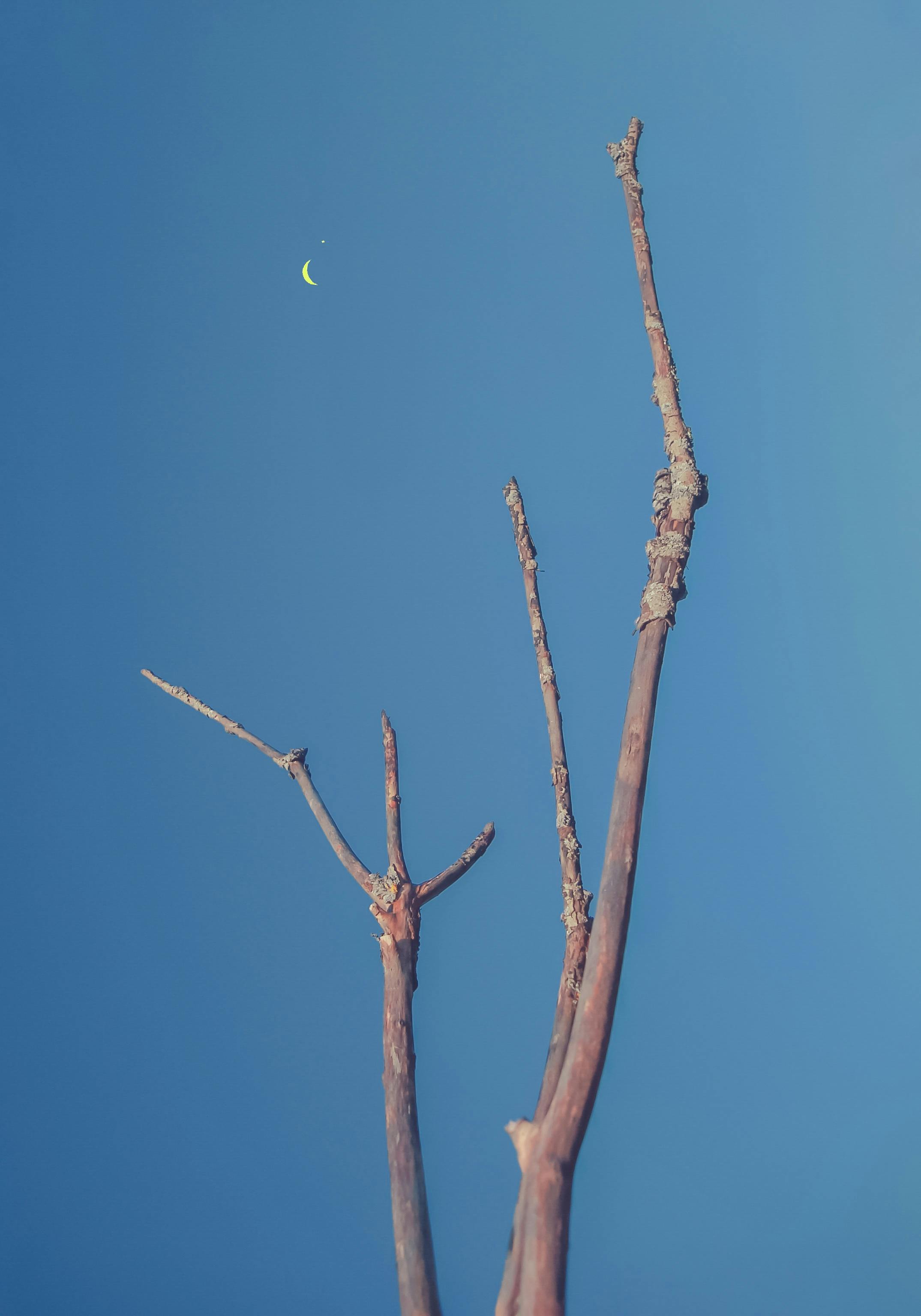 Bare tree branches against a clear blue sky featuring a small crescent moon.