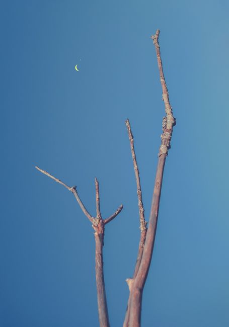 Bare tree branches against a clear blue sky featuring a small crescent moon.