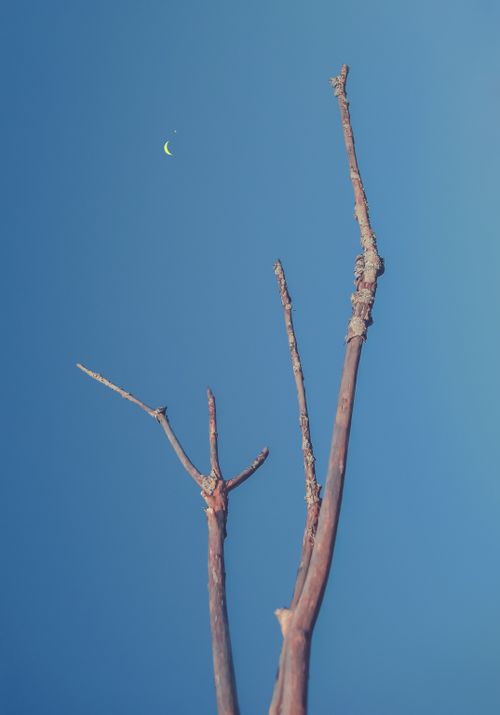 Free Bare tree branches against a clear blue sky featuring a small crescent moon. Stock Photo