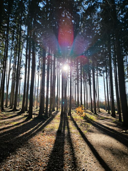 Free Sunlight streaming through tall trees casts striking shadows in a tranquil forest. Stock Photo