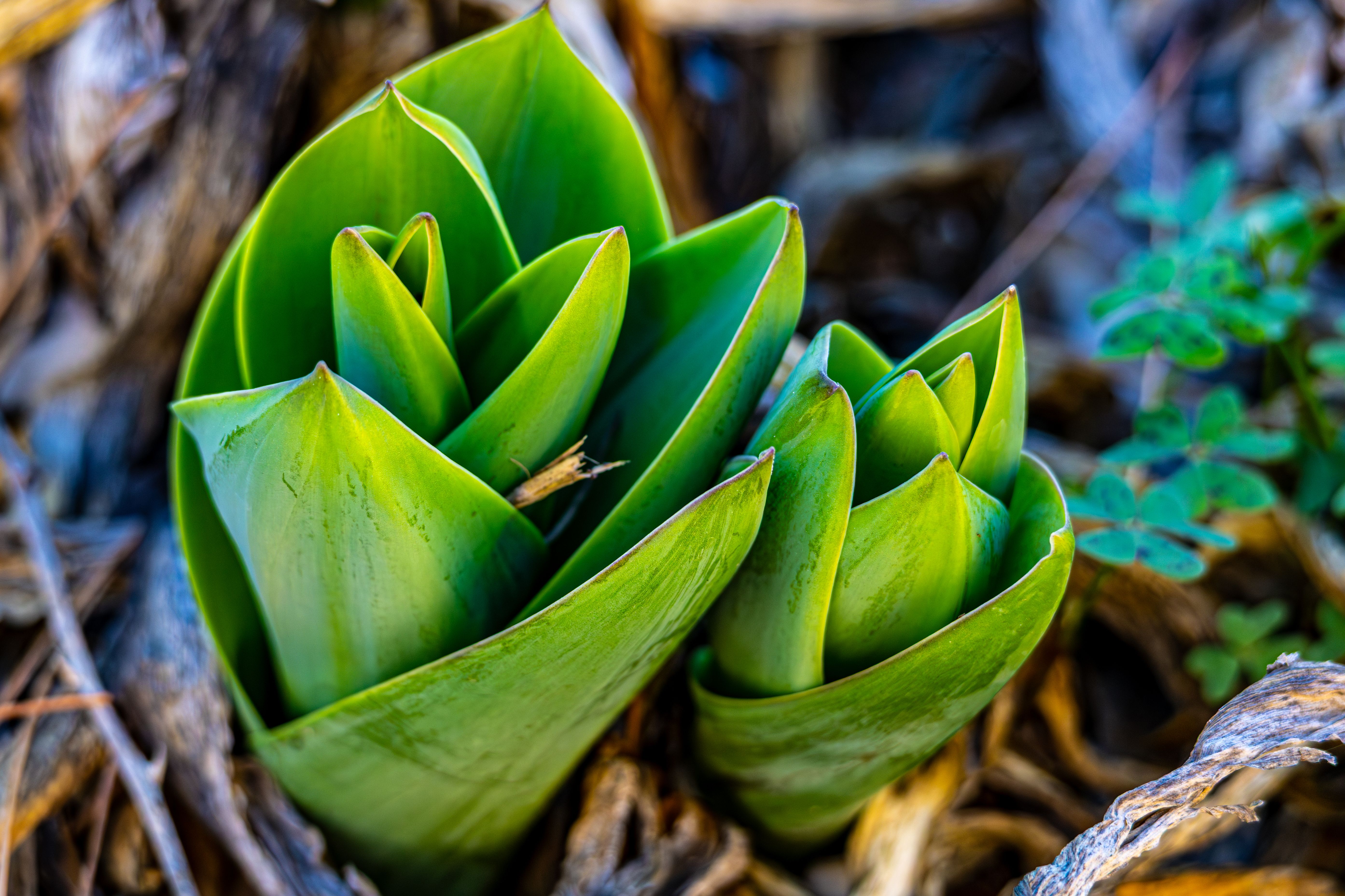 Vibrant Green Tulip Leaves Emerging in Spring · Free Stock Photo