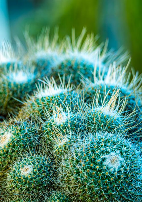 Free Detailed close-up of a vibrant cactus in Haifa, Israel showcases its sharp spines and unique texture. Stock Photo