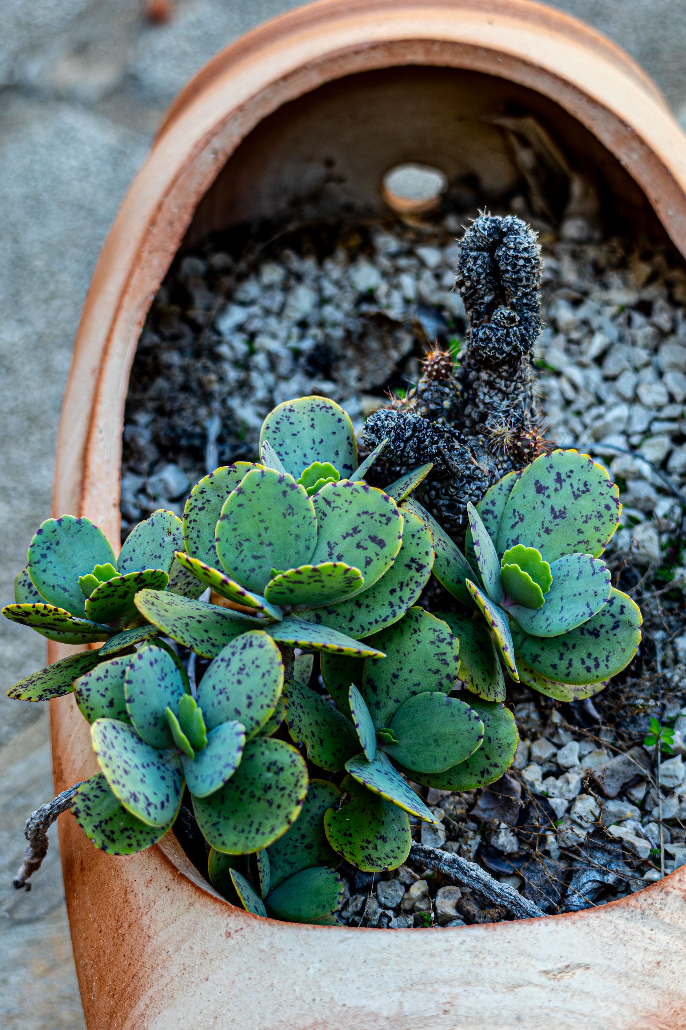 Lance Shaped Leaves Photos, Download The BEST Free Lance Shaped Leaves ...