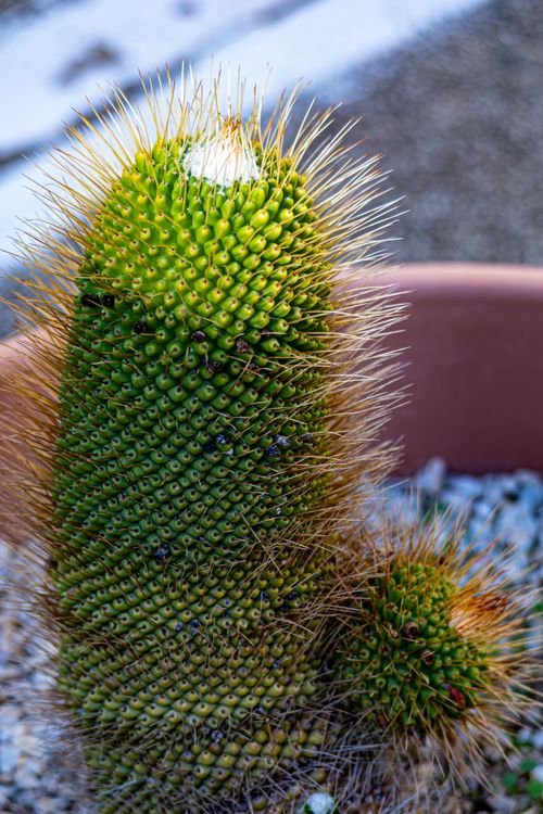 Free Detailed view of a barrel cactus in a Haifa garden, emphasizing its texture and spikes. Stock Photo