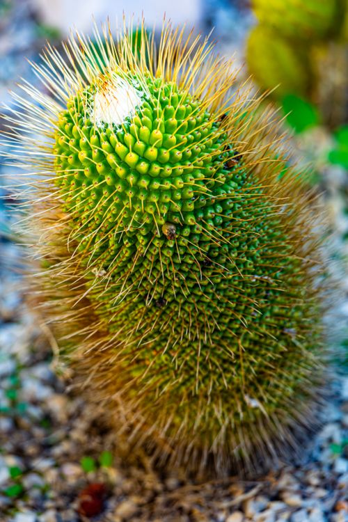 Free Vivid close-up of a green spiky cactus in Haifa, Israel, showcasing natural detail and texture. Stock Photo