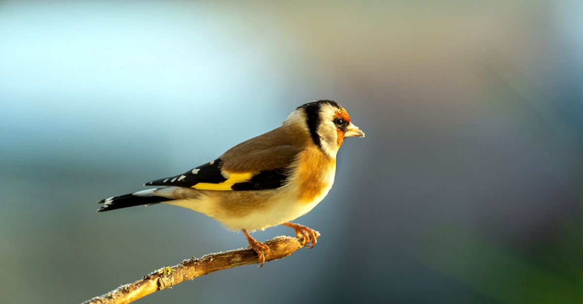 Chardonneret : Habitat, Chant et Protection